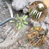 Four-Tooth Dual Purpose Weed Remover Tool for Backyard